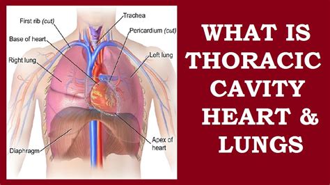 What Is Thoracic Cavity Anatomy Info Hub Youtube