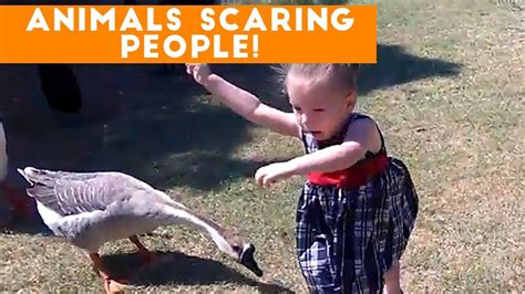 Funniest Animals Scaring People Reactions Of 2017 Weekly Compilation Funny Pet Videos Youtube