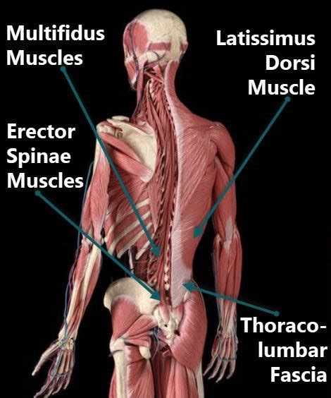 Anatomy Of Lower Back Pain Anatomy Diagram Book My Xxx Hot Girl