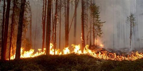 As Wildfires Rage And Heat Records Broken Worldwide Corporate Media