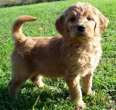 Mini labradoodle puppies make the perfect smaller companion for any family, especially those with children or with smaller homes. Mini Goldendoodle for Sale Near Me | Mini Goldendoodle