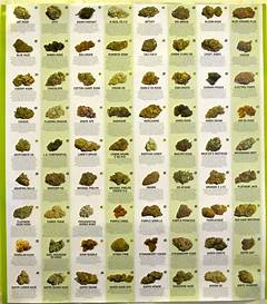 Cookie Strains Names