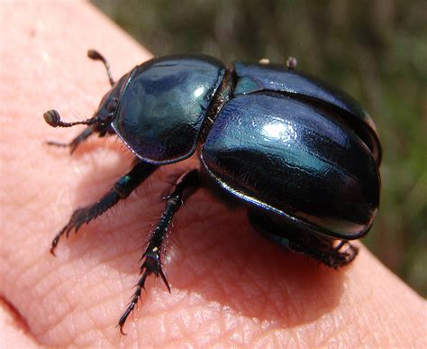 Dung Beetle Geotrupes Vernalis Photo Is Available For Us Flickr