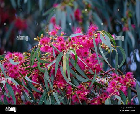 Red Flowering Gum Tree Hi Res Stock Photography And Images Alamy