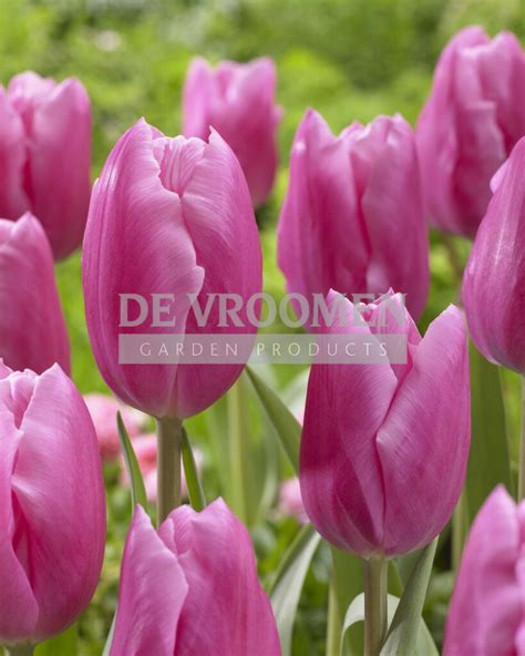 Tulip Rhapsody Of Smiles De Vroomen Garden Products Landscape