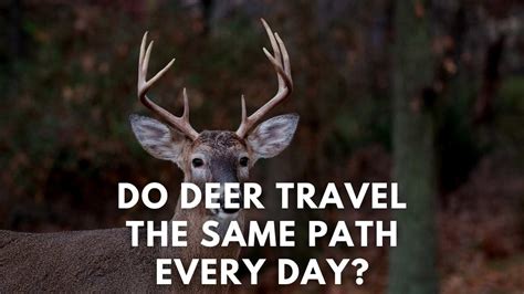 Do Deer Travel The Same Path Every Day Deer Hunting Life