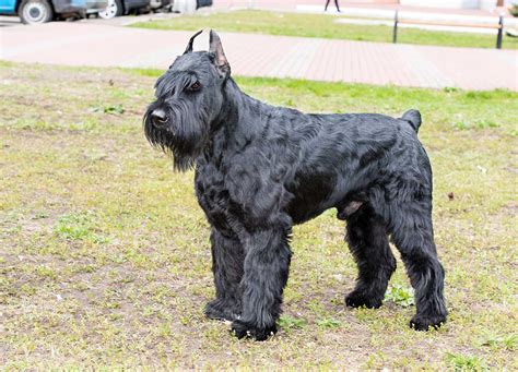 Giant Schnauzer Dog Breed Everything About Giant Schnauzers