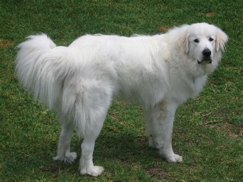 Great Pyrenees Breed Guide Learn About The Great Pyrenees