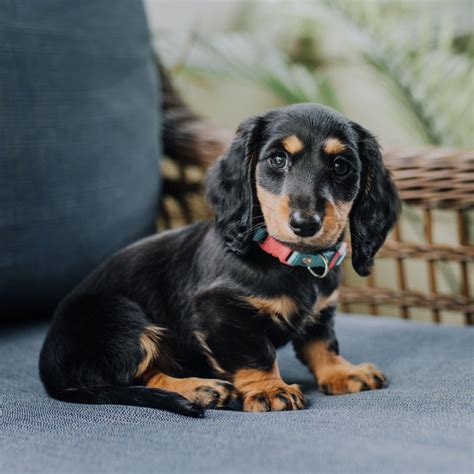 For example, miniature dachshund puppies in florida often stay in smaller apartments. Dachshund Puppies For Sale In Florida From Top Breeders