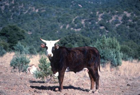Good Newsferal Cattle To Be Removed From Gila Wilderness And Update 3
