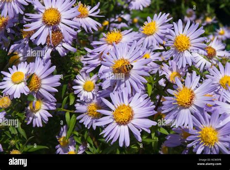 Clusters Of Colourful Purple Mauve Asters Michaelmas Daisies Growing