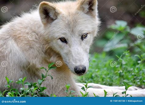 Cute Portrait Du Wolf Arctique Blanc Closeup Photo Stock Image Du