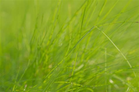 Soft Grass Robınlund