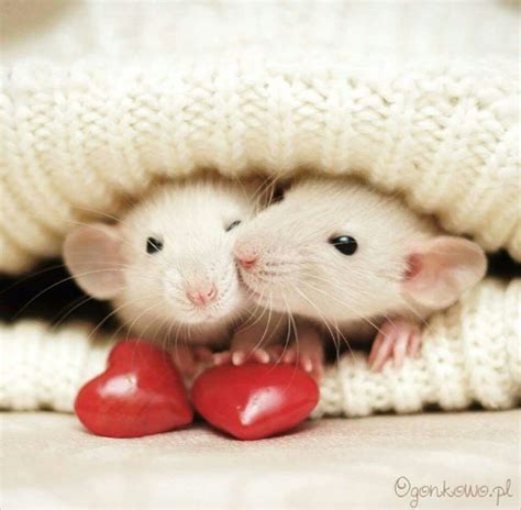 Pin On Animals 1 Rats You Must Love Ratties