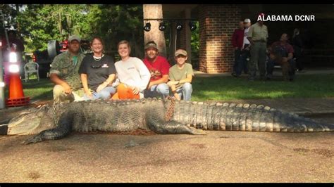 15 Foot Alligator Sets New Alabama State Record Youtube