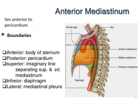 Superior Mediastinum Anatomy Anatomy Structure