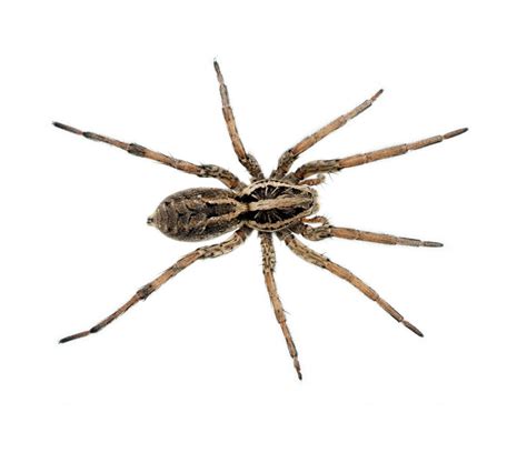 Wolf Spiders Pests In Tennessee Pest Identifier Us Pest Protection