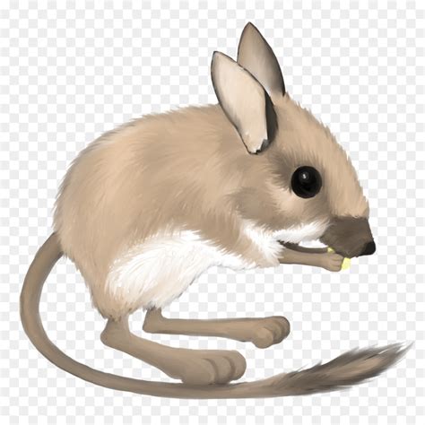 Rato Canguru Do Deserto