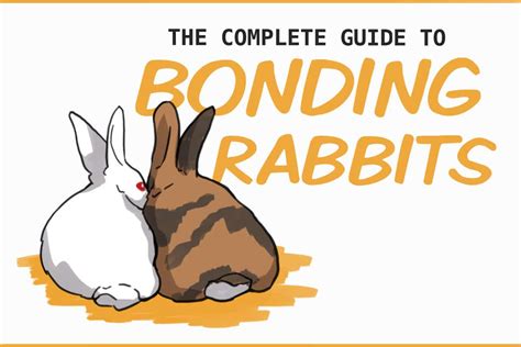 A Beginners Guide To Bonding Rabbits From Start To Finish