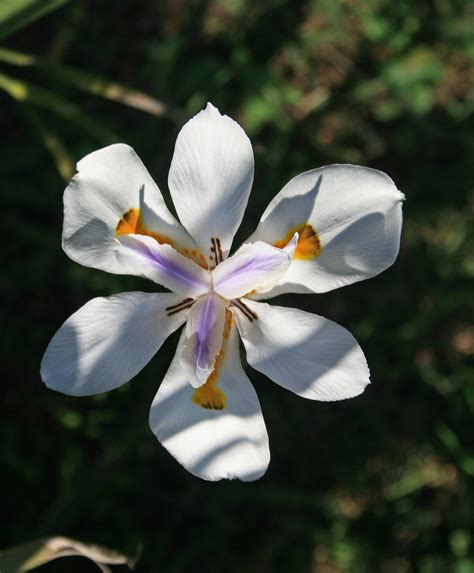 Wild Iris Flower Free Stock Photo Public Domain Pictures