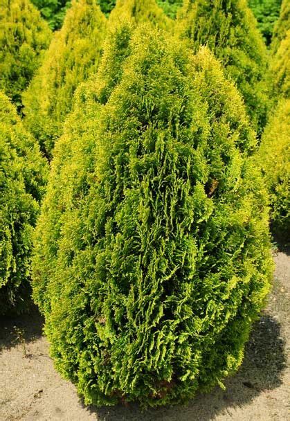 Golden Arborvitae 5 8 Tall 3 4 Wide Evergreen No Blooms Plant In