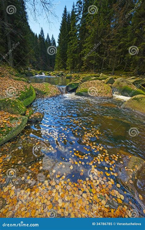 River With Yellow Autumn Foliage Stock Image Image Of Outdoor Colors