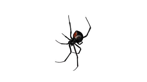 Spider Bite Comparison Black Widow Vs Brown Recluse Aai Pest Blog