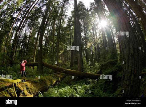 A Woman Admiring The Giant Cedars In Cathedral Grove Provincial Park