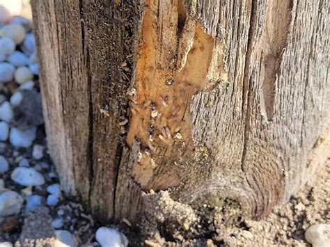 Cowleys Pest Services Pests We Treat Photo Album Active Termites Found In The Dock Pylon In