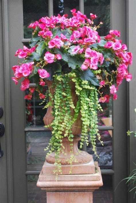 Beautiful Begonia With Creeping Jenny Is Dreamy Blog Container