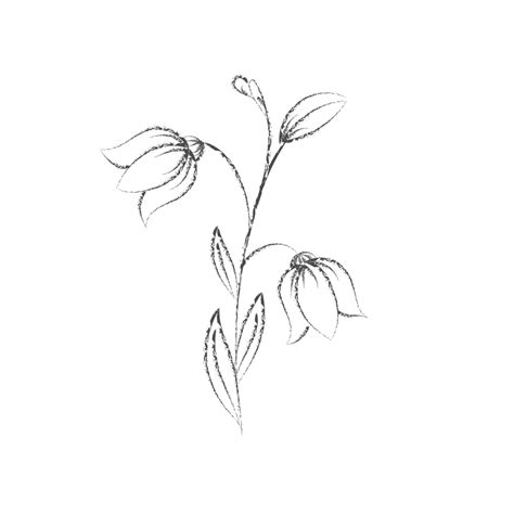 Kelopak Bunga Dalam Sketsa Pensil Dengan Garis Gaya Corat Coret Vektor