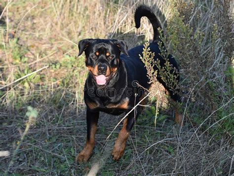 A Powerful Rottweiler In The Green Field Stock Image Image Of Guard