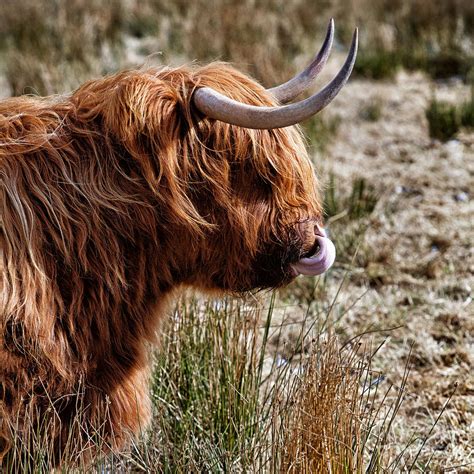 Highland Coo With Tongue In Nose Photograph By John Farnan Fine Art