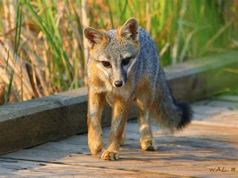Delaware State Wildlife Animal Grey Fox Fantastic Fox Fabulous Fox