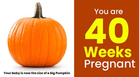 40 Weeks Pregnant Guide Baby Growth And Development