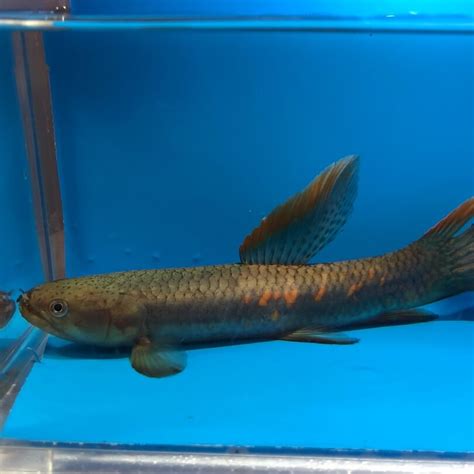 Red Spot Wolf Fish For Sale Exotic Fish Shop 774 400 4598
