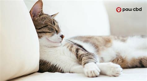 The Importance Of Sleep For Better Cat Health Paw Cbd