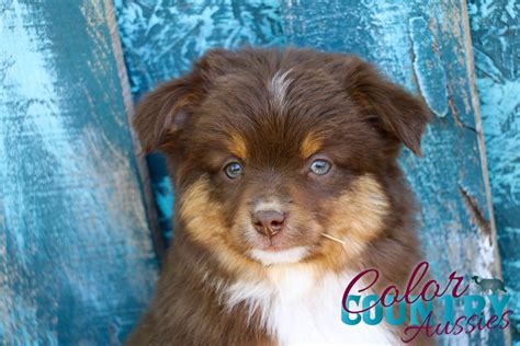 midnight s red tri female 3 color country aussies