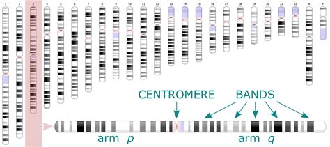 Ideogram Display Chromosome Bands Bioinformatics Workbook