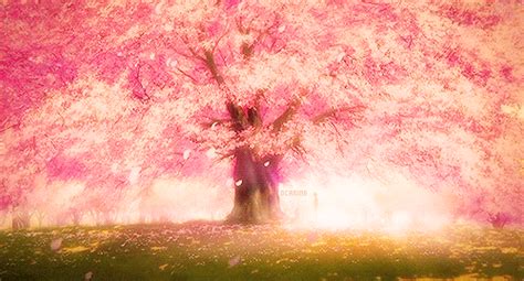 Árbol De Sakura •anime• Amino