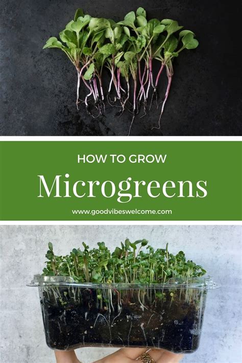 How To Grow Microgreens Indoors Its Easy Microgreens Growing