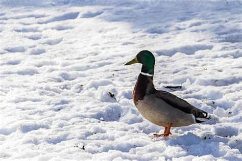 Wild Ducks In Winter On A Snow Background 3131091 Stock Photo At Vecteezy