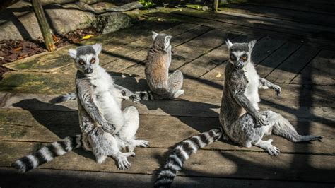 Lémures De Madagascar Están Al Borde De La Extinción Rt