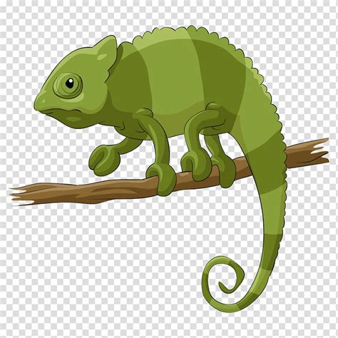 Chameleons Lizard Reptile Cartoon Green Lizard Transparent Background