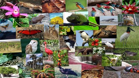 América Latina Lidera La Pérdida De Biodiversidad En El Mundo