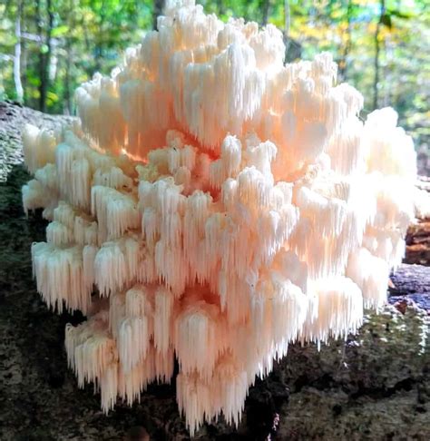 After the hissing starts, you can continue. What is the Lions Mane Mushroom? (The Medicinal Mushroom ...