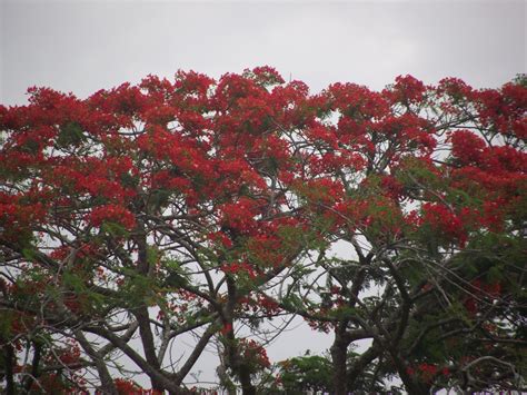 Amar La Naturaleza Para Mantener La Vida El Flamboyan Rojo Es Uno