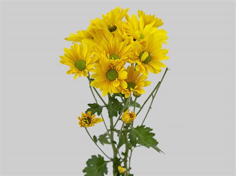 Crisantemo Cordelia 070 Cm Amarelo Veiling Holambra Flores E