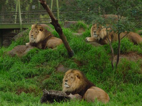 Lions Melbourne Zoo Zoochat