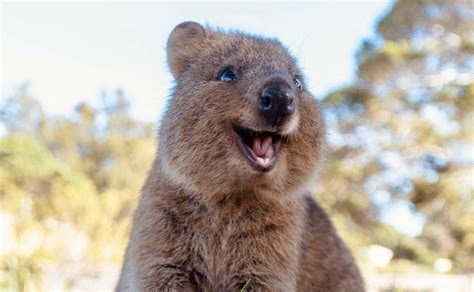 This Is The Most Adorable Animal That You've Probably Never Heard Of